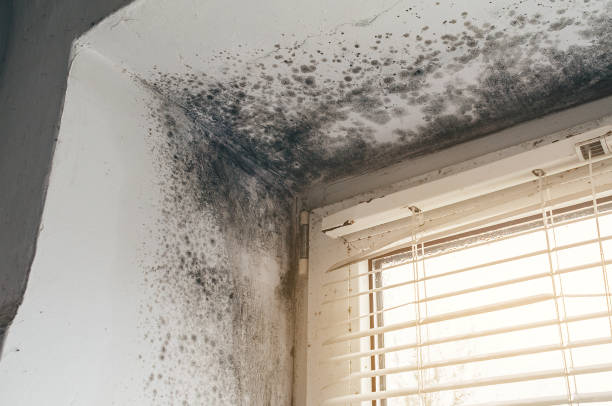 Affordable Mold Cleanup solutions in Erie, IL